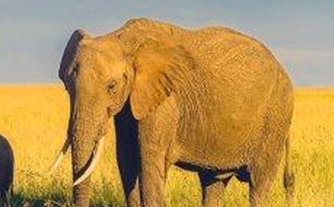 大象的眼泪读后感6篇