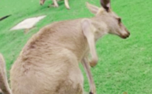 袋鼠作文300字(推荐)