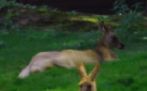 ����ĸ���Ϊʲô��s����es