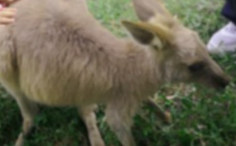 袋鼠是哪个国家的国宝