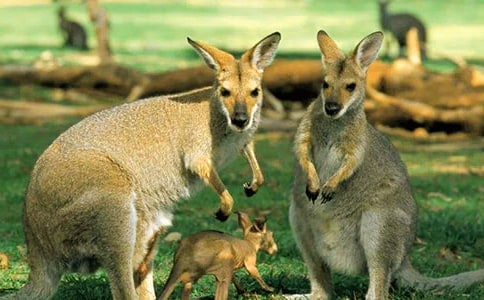 С����������ݶ����