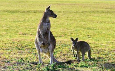 ����ĵ���