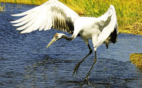 �����׵�Ԣ�������