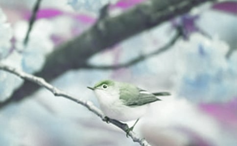 世界野生动植物日活动方案范文(通用5篇)