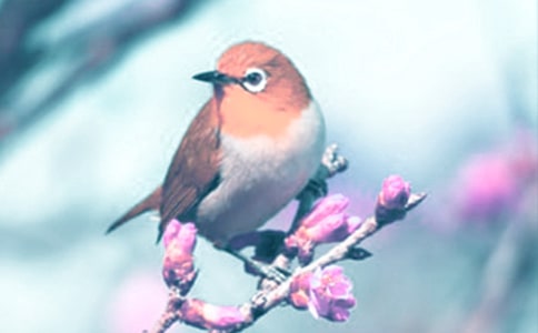 2021年动植物检疫专业大学排行榜