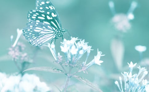 ��ֲ�����רҵ����,2018�궯ֲ�����רҵ��ѧ����ȫ������