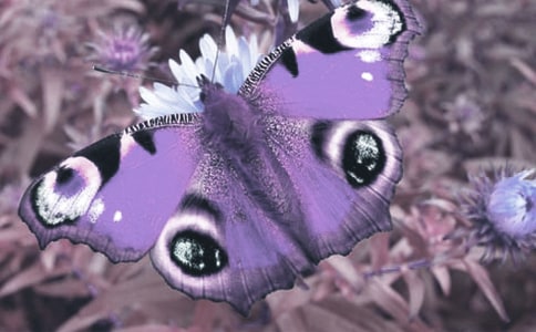 2018USNEWS动植物科学专业全球大学排名