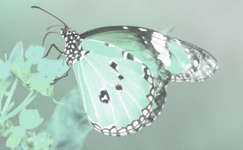 野生动植物日宣传活动方案范文(通用13篇)