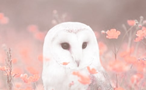 2018�궯ֲ�����רҵ��ѧ������¼ȡ����������