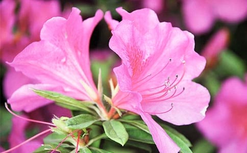 ��д�ž黨ʫ��