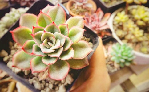 ��������300��9ƪ��������