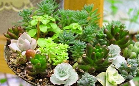 关于养多肉的心情说说