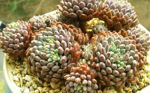 养多肉的心情说说8篇