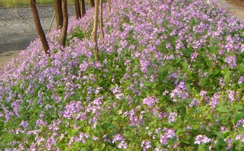 最新版季羡林二月兰阅读答案