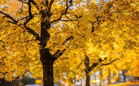 view做风景可数吗