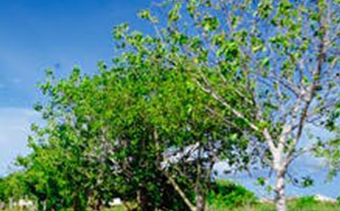 自然风景优美句子