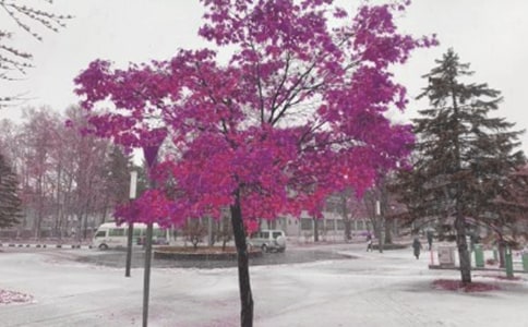 【实用】风雪的作文300字3篇