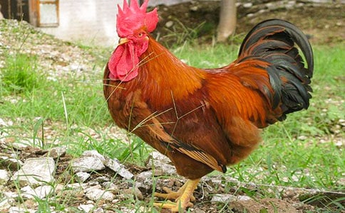 公鸡的作文300字【必备】