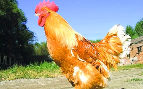 С������Ӣ����ôд