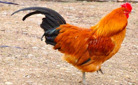 大红公鸡英文怎么写
