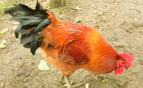 ����Ӣ����ôд����