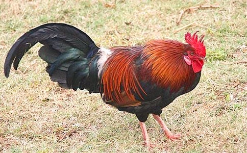 ������ĸ����Ӣ����ôд