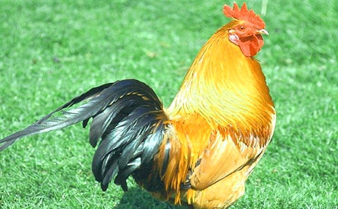 �������������ѵ�˵˵