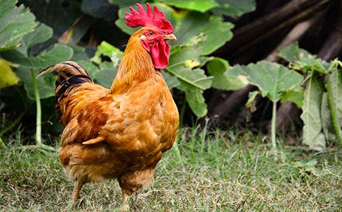 ��������Ӣ����ôд