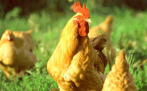 【热门】公鸡的作文300字六篇