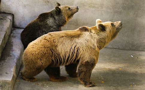 ����������Ӣ����ô���