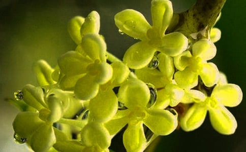 描写桂花的诗句