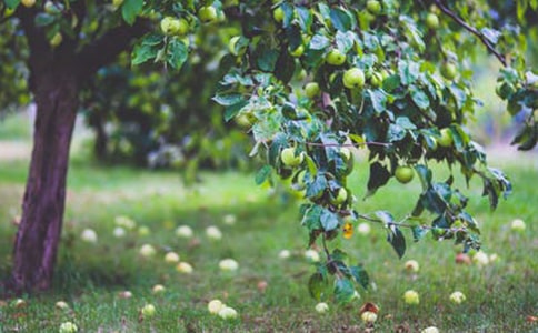 【实用】果园作文300字3篇