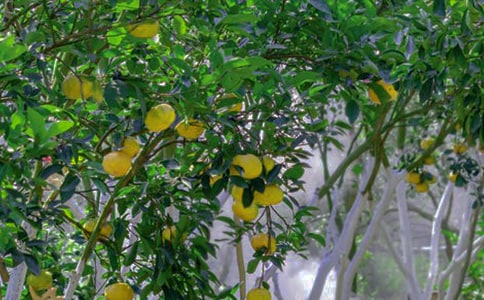 我家的果园作文400字