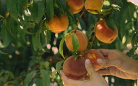 ����ѡ�������Ĺ�԰����300��6ƪ