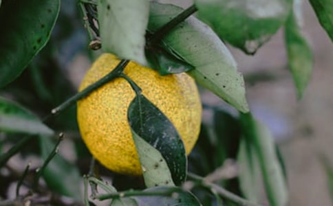 【精华】果园的作文300字五篇