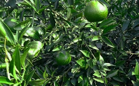 ���ر�����԰������300����ƪ