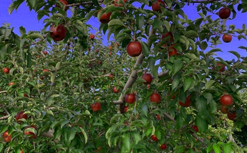 ����������԰������600����ƪ