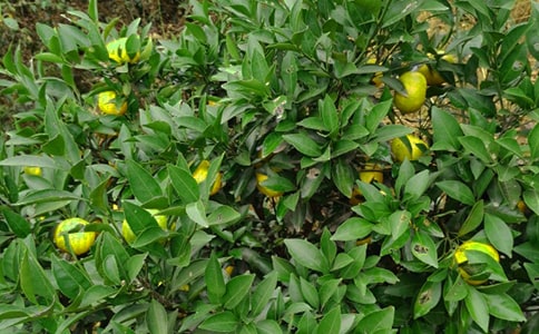 【热门】果园的作文300字6篇