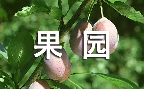美丽果园作文300字