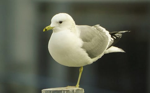 海鸥与巷燕文言文翻译