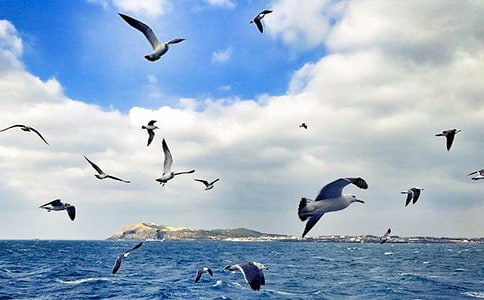 ��Ÿ����ɭ����м���14ƪ