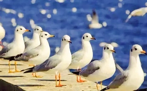 海鸥乔纳森读后感14篇