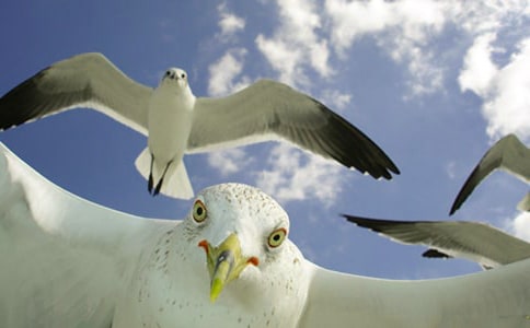 ����Ÿ����ɭ�������