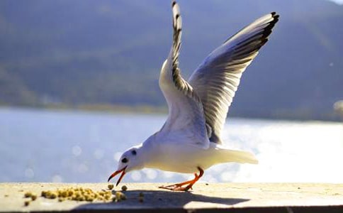 2022《海鸥乔纳森》读后感