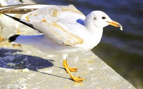 ����Ÿ����ɭ�������ͨ��15ƪ