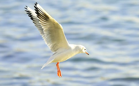 ������Ÿ����ɭ���и�13ƪ