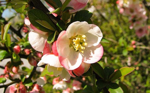 ���Ļ��ľ���,���Ļ�����