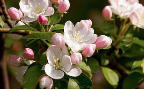 描写海棠花的段落