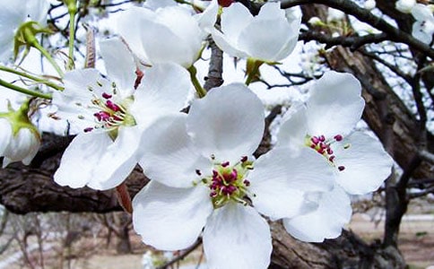 同儿辈赋未开海棠赏析