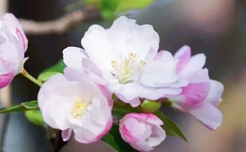 袁枚《秋海棠》阅读答案和翻译